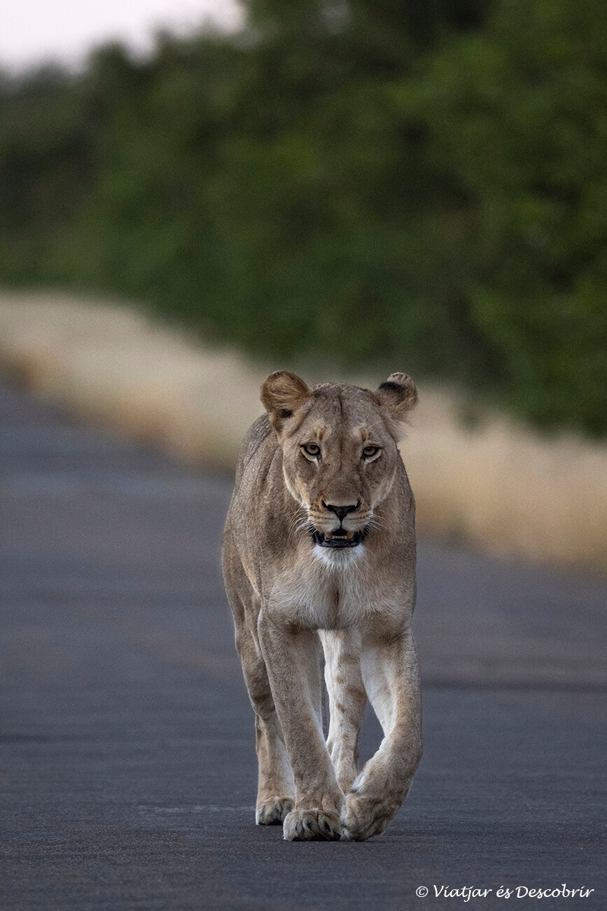 uno de los momentos más mágicos que se pueden vivir durante un safari en el Parque Nacional Kruger por libre es el de ver a un felino caminando en dirección a tu vehículo como esta bonita y gran leona