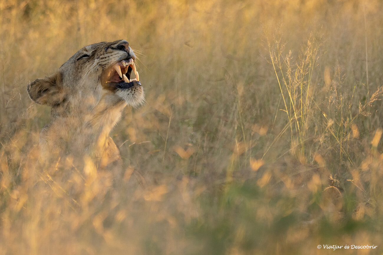 una leona mostrando su dentadura durante la puesta de sol en el sur del Kruger