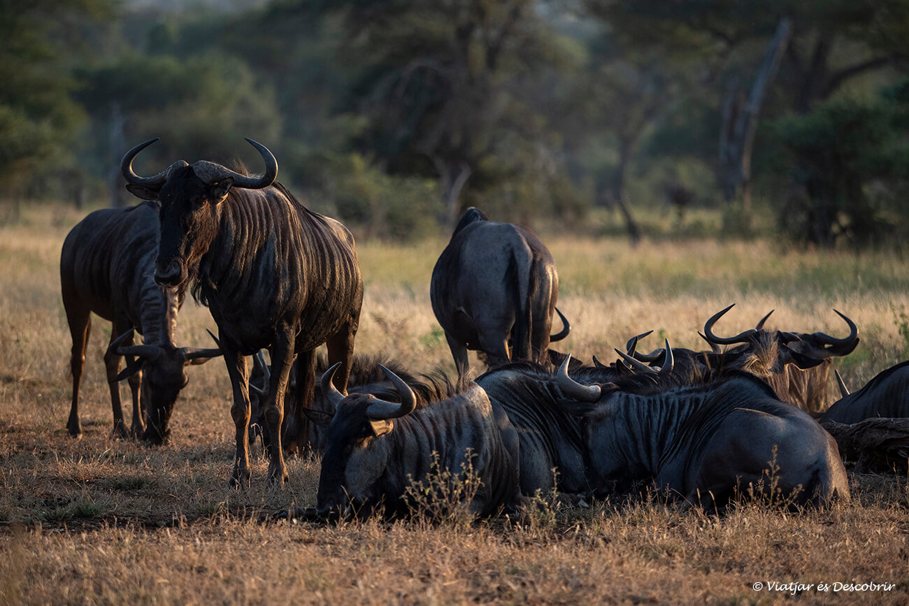 un grupo de ñus iluminados por la luz naranjada de la puesta de sol en el parque Kruger