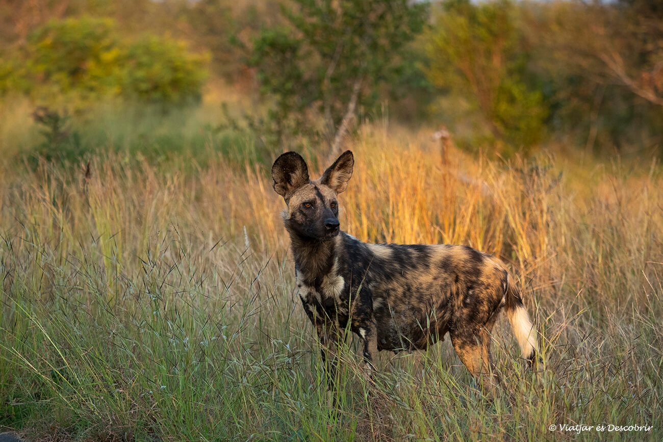 un perro salvaje africano fotografiado en la parte final de un safari por el Kruger en la zona central del campamento de Satara donde destacan los paisajes de sabana
