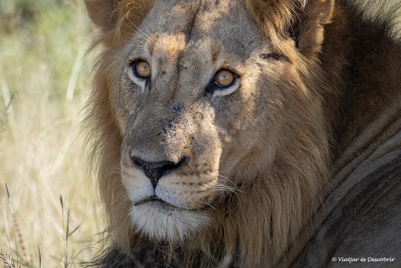 primer plano de un león salvaje macho fotografiar durante un safari en el parque nacional Kruger