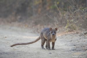 Lee más sobre el artículo Semana 23 (Quinuituq): La mirada del mayor depredador de Madagascar