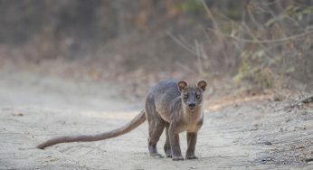 Semana 23 (Quinuituq): La mirada del mayor depredador de Madagascar