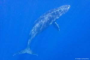 Lee más sobre el artículo Semana 26 (Quinuituq): Nadando entre los gigantes del oceáno