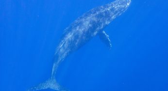 Semana 26 (Quinuituq): Nadando entre los gigantes del oceáno