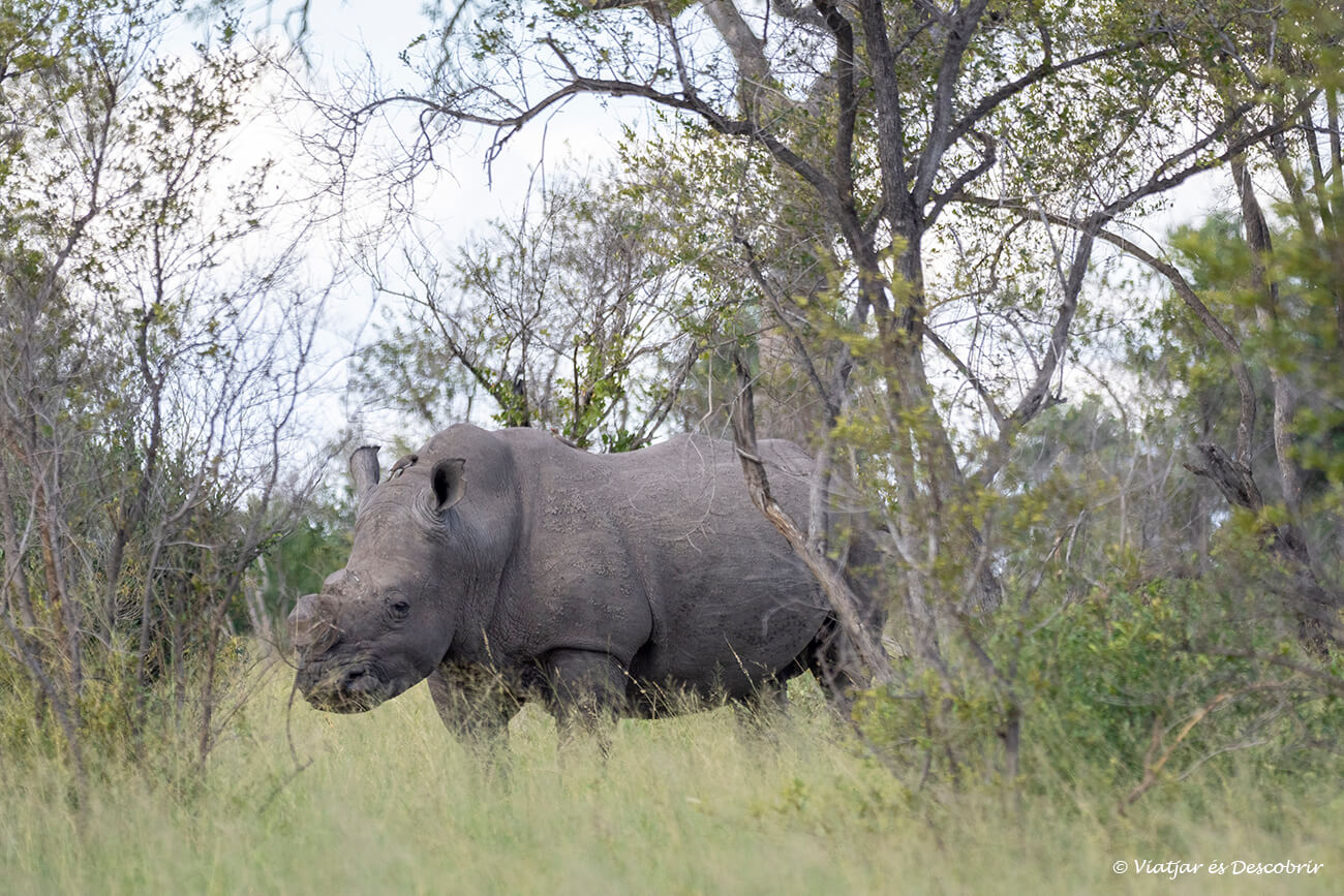 un rinoceronte blanco entre árboles y ramas durante un safari por el Parque Nacional Kruger por libre