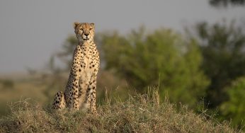 Safari en el Masai Mara (precios, mejoras zonas y preparativos)