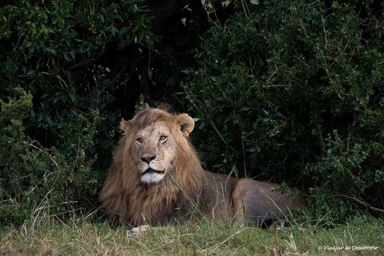 un león refugiado bajo un arbusto durante una tarde de lluvia en el Masai Mara