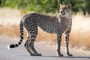 Lee más sobre el artículo Safari en el Parque Nacional Kruger (precios, rutas y consejos)
