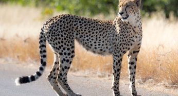 Safari en el Parque Nacional Kruger (precios, rutas y consejos)