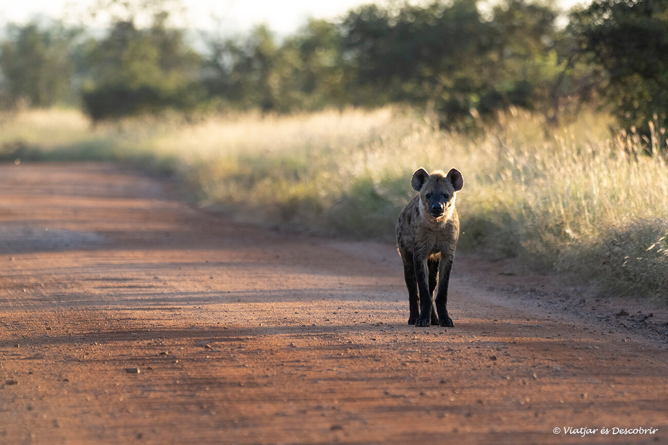 una hiena fotografiada durante el inicio de un safari en el Parque Nacional Kruger por la zona sur de esta reserva