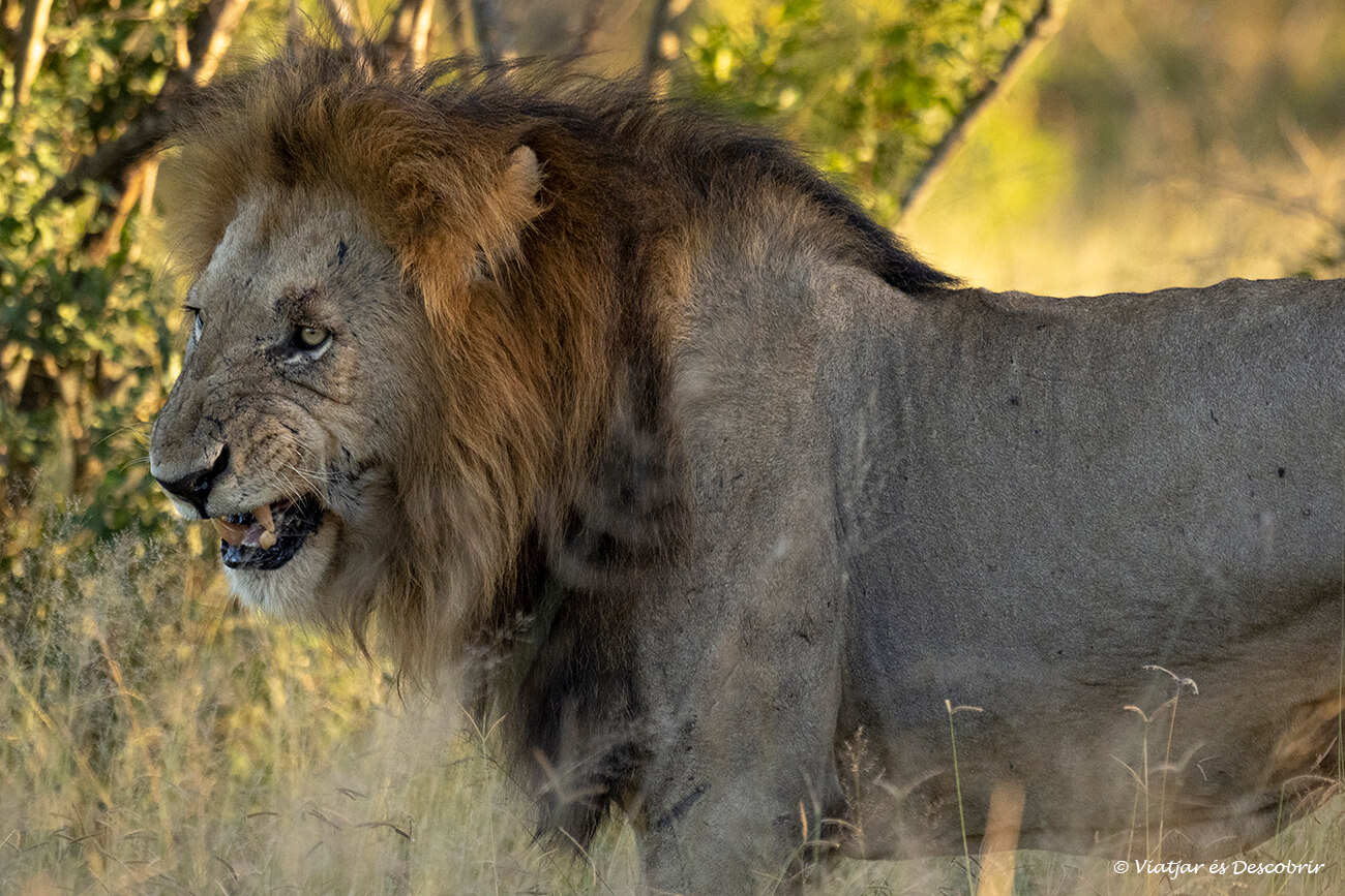 un león macho al atardecer y mostrando una cara agresiva