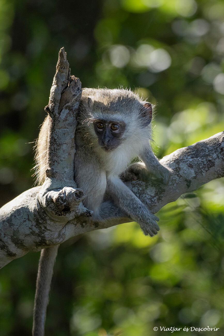 los monos son uno de los animales más problemáticos en el Kruger porque se han acostumbrado a robar comida de los humanos