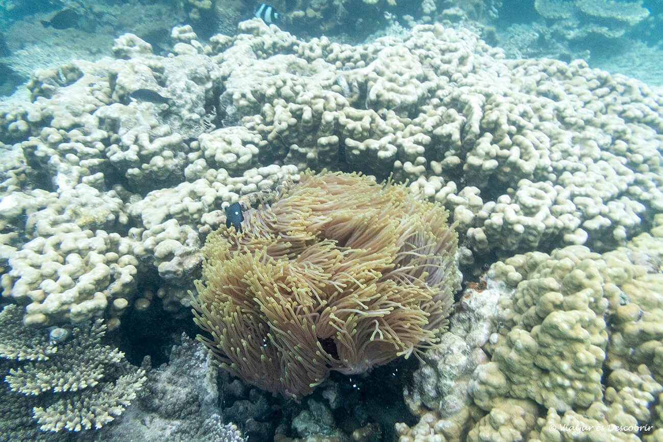 detalles de los corales y anémonas vistos durante una salida de snorkel por la costa este de Mauricio
