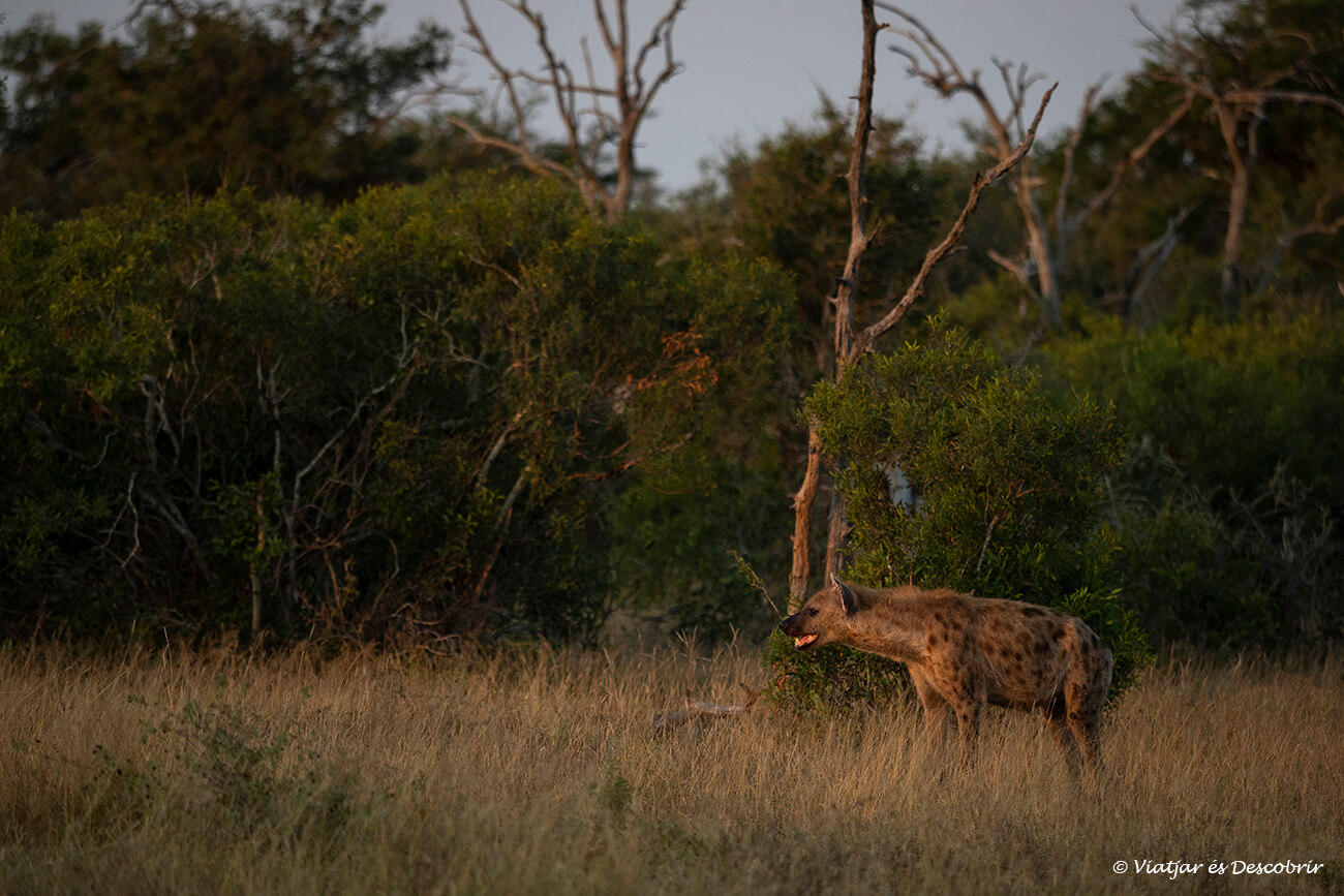 una hiena fotografiada con la luz del atardecer en el Kruger