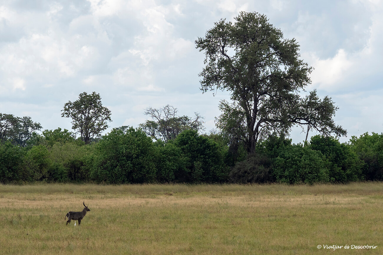antilope de agua en las planicies verdes del okavango al final de la estación lluviosa 
