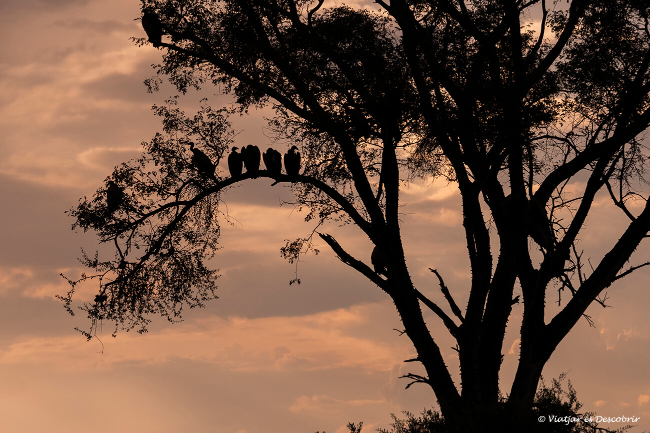 un grupo de buitres en el delta del okavango analizando el terreno desde una rama
