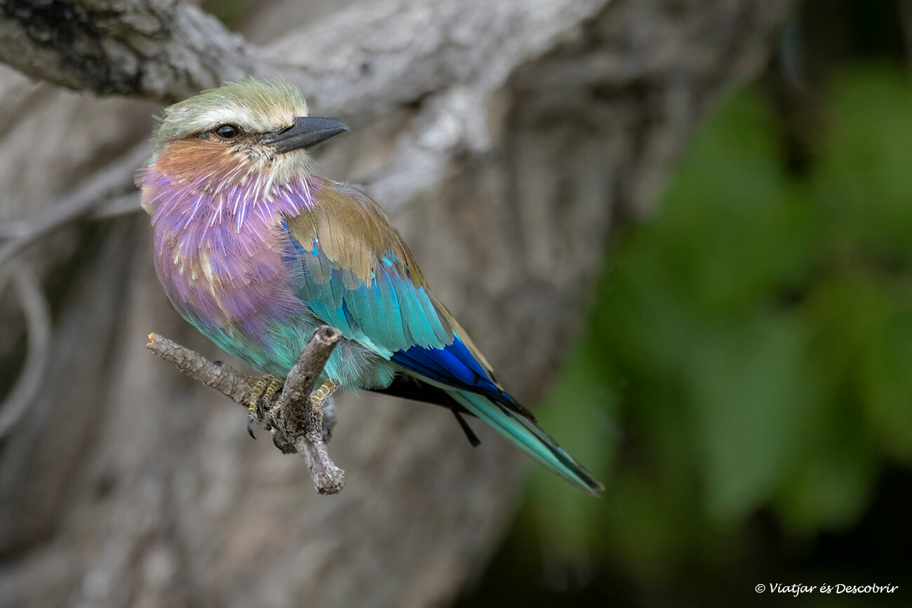 un colorido pájaro de la gran variedad que se puede ver en Botsuana