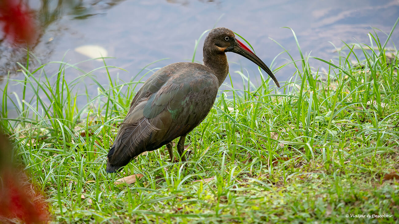 un pájaro en las proximidades del lago mutanda