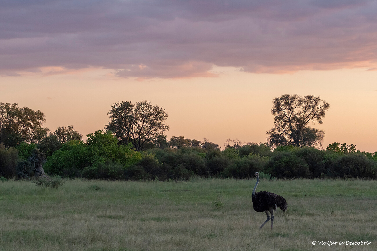 un avestruz macho caminando durante un safari en el okavango a la puesta de sol