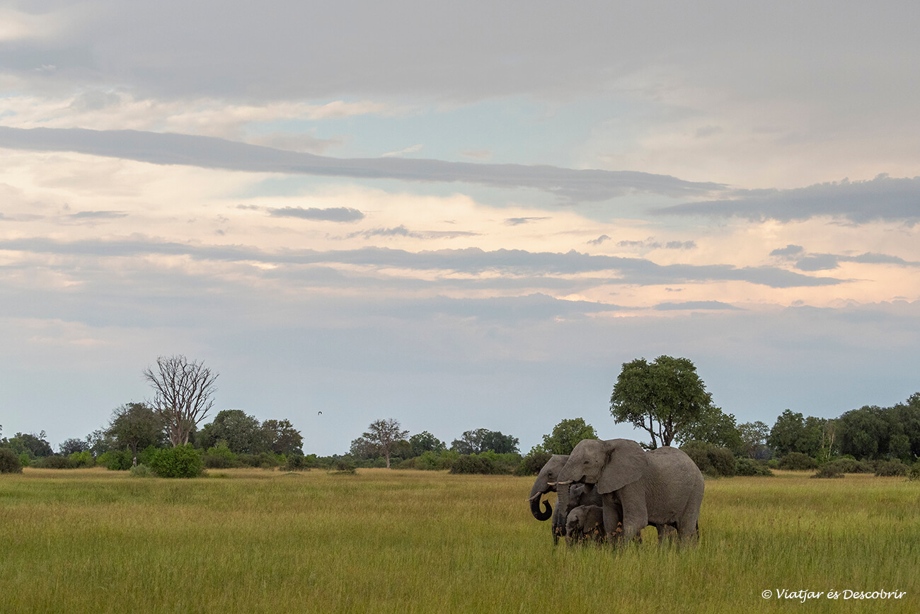 llanuras del okavango durante una puesta de sol y un grupo de elefantes caminando