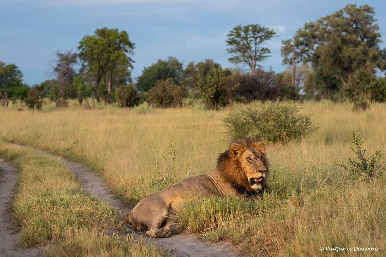 un león tumbado en la pista por donde pasan los 4x4 durante los safaris en el delta del okavango