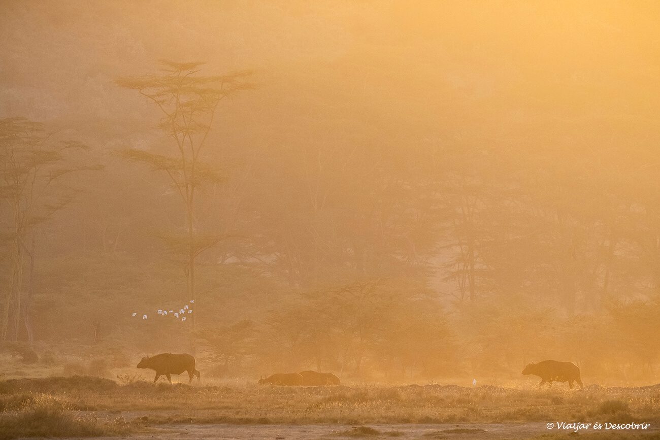 amanecer en el lago nakuru entre búfalos una escena irrepetible durante un safari en Kenia
