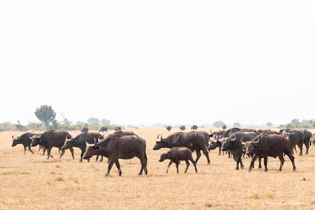 ver una gran manada de búfalos en el parque nacional que en elizabeth suele ser uno de los grandes momentos de los safaris por esta área de conservación