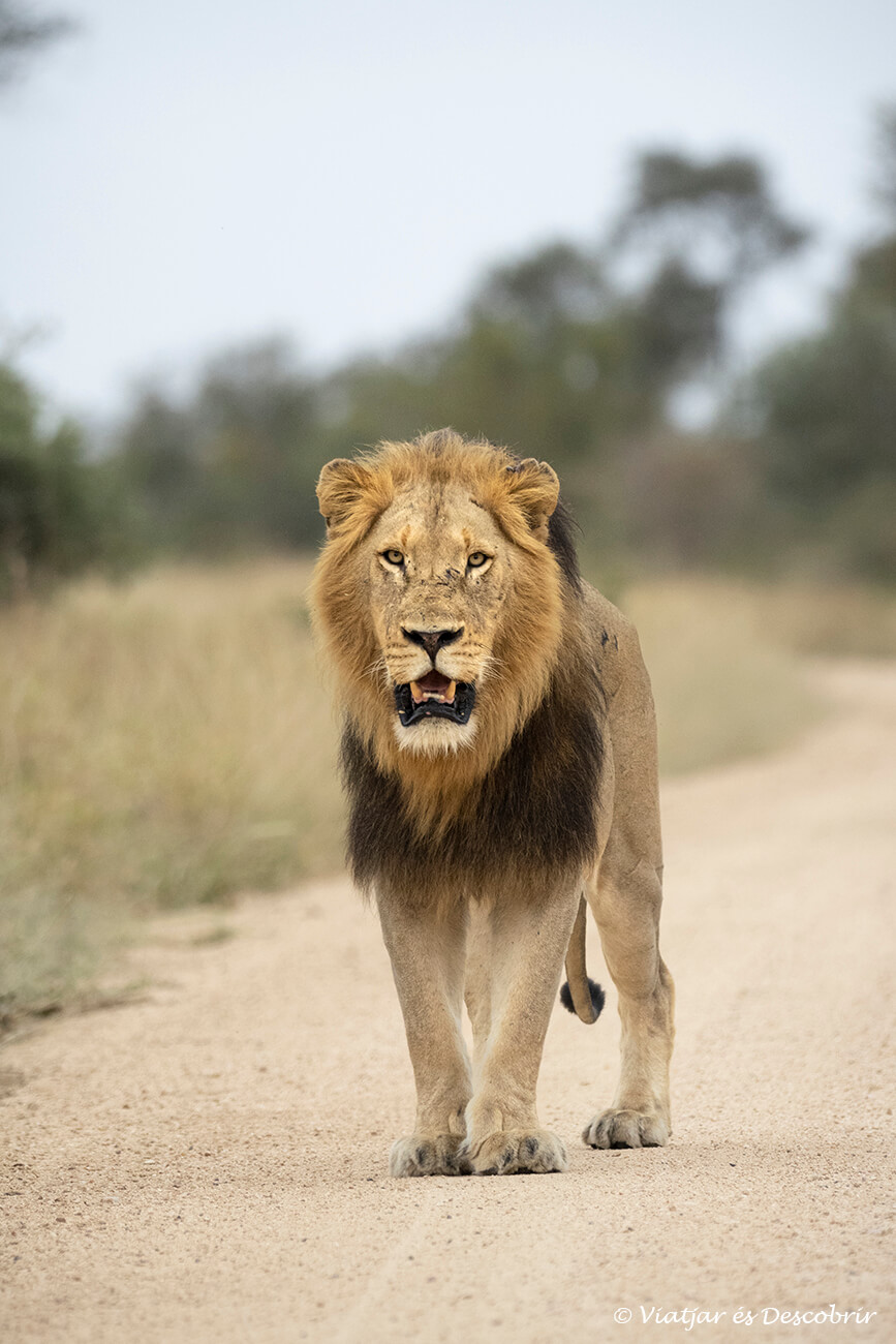 si se piensa en encontrar un alojamiento en el parque nacional kruger para ver leones la mejor opción es el de Satara