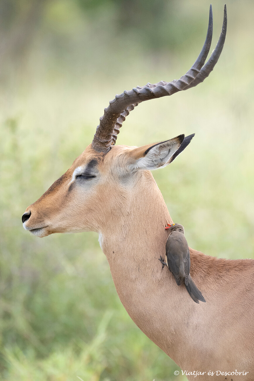 detalles de un pájaro limpiando a un impala en el parque nacional kruger durante un safari por libre y escogiendo el alojamiento de Lower Sabie en el sur del parque