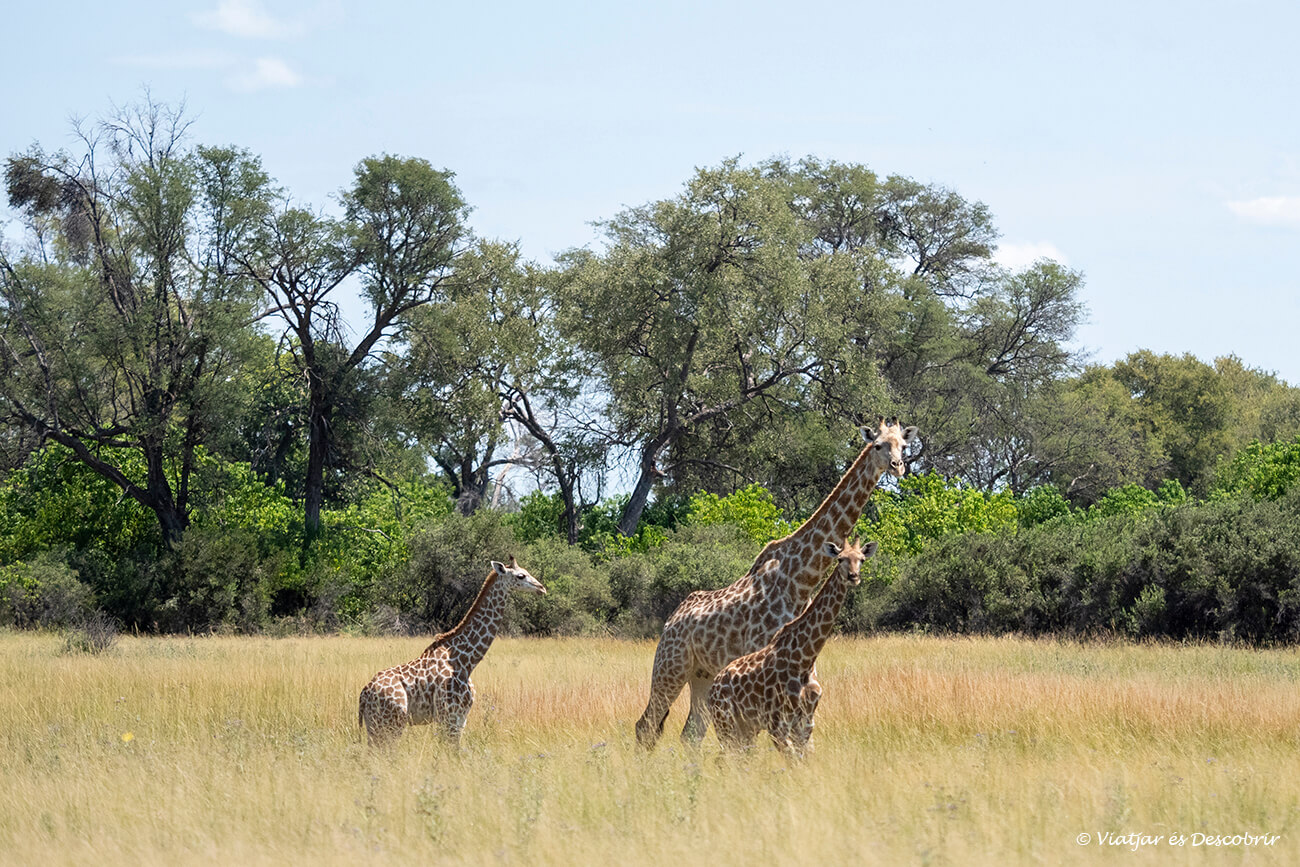 una jirafa con dos jirafas pequeños caminando por el okavango