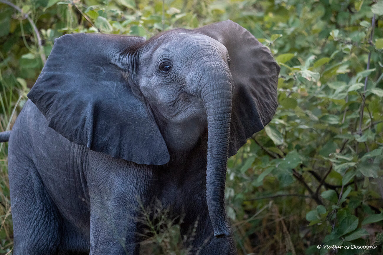 una cria d'elefant vista de ben a prop durant un safari al delta de l'okavango