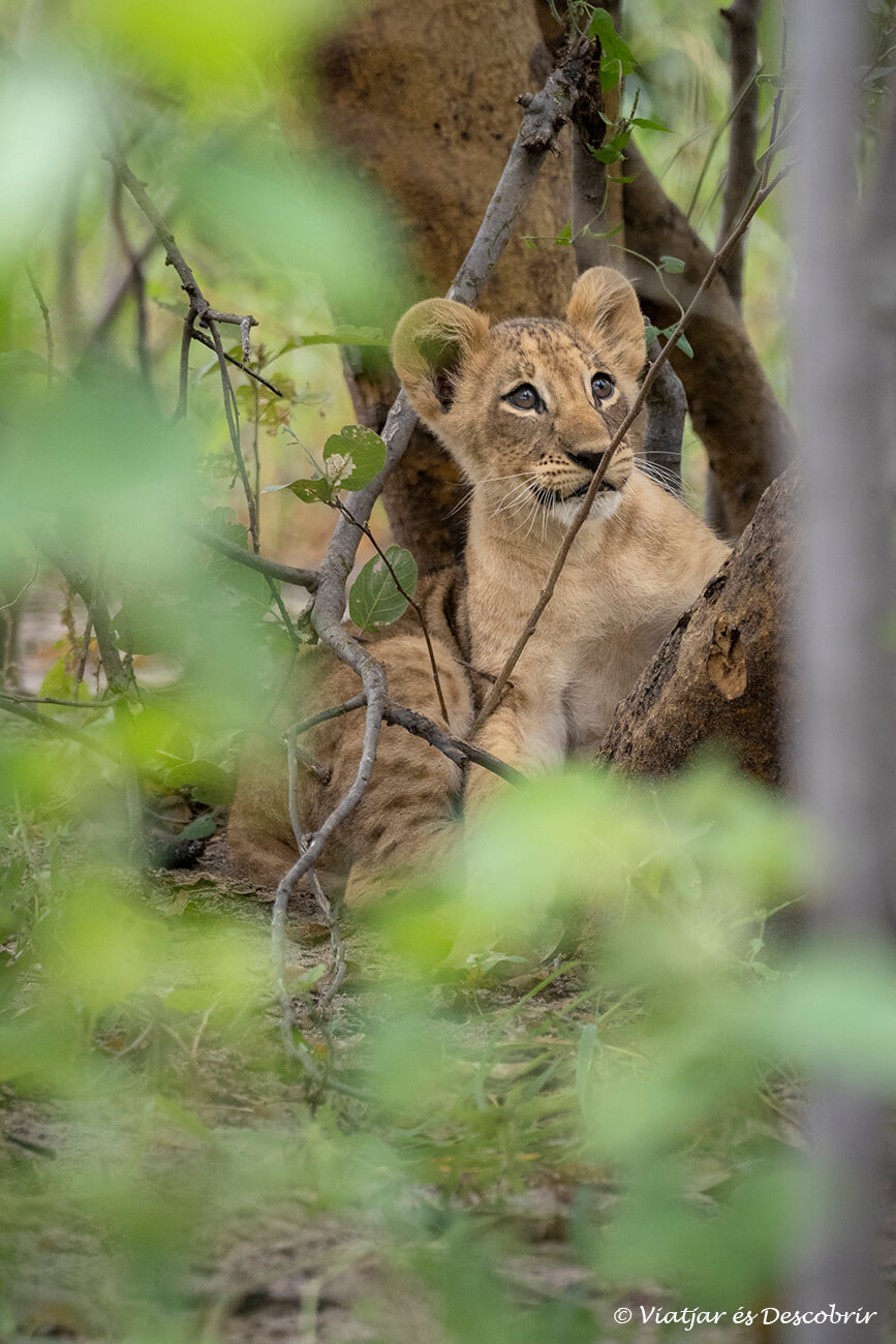 una cría de león entre los arbustos en un punto del delta del okavango al final de un safari mágico