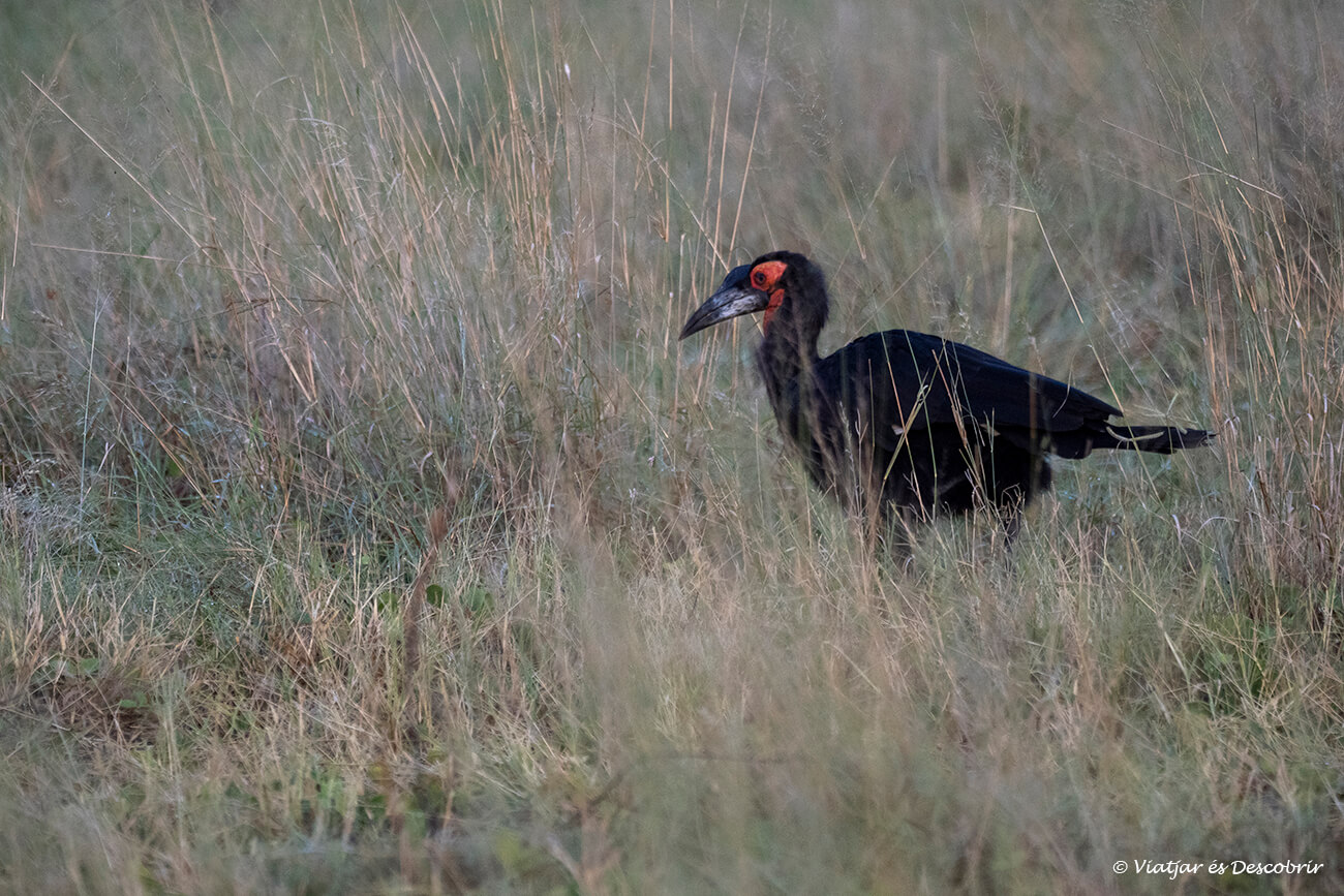 uno de los pájaros más amenazados de áfrica caminando por los prados de botswana en busca de alimento