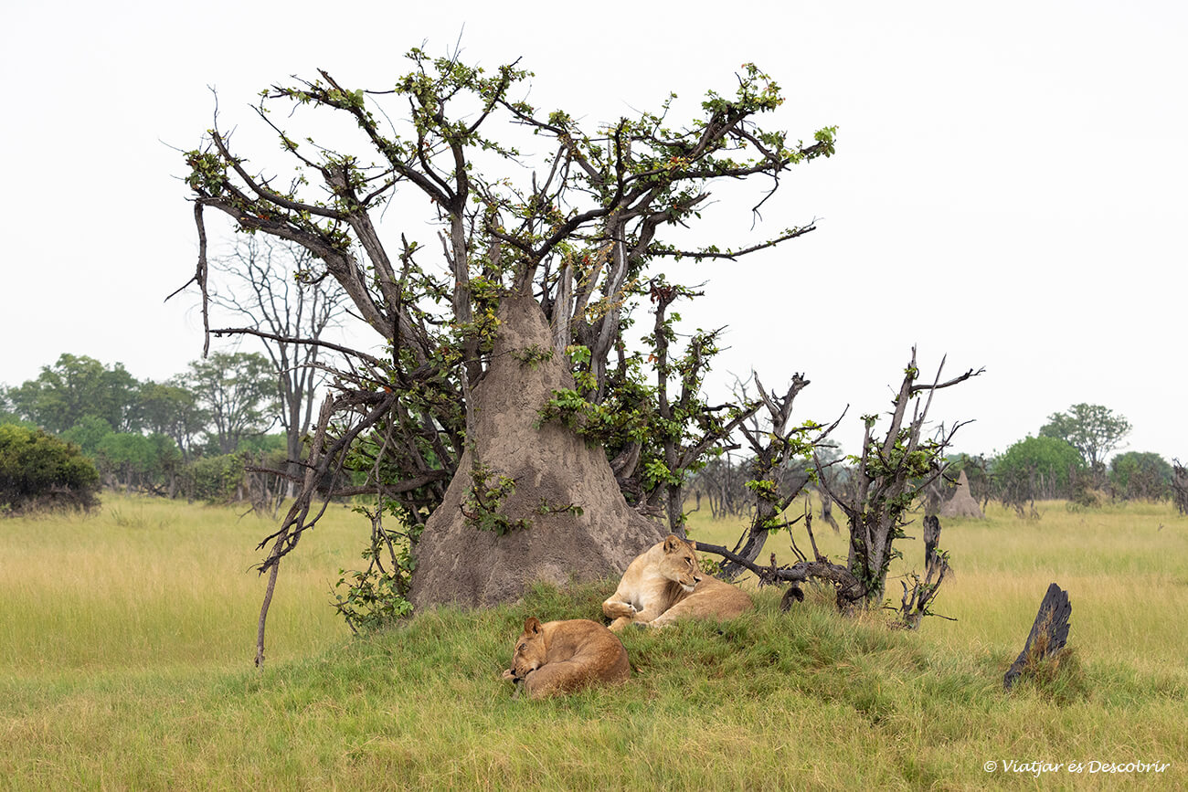 dos leones durmiendo junto a un termite mount en el okavango