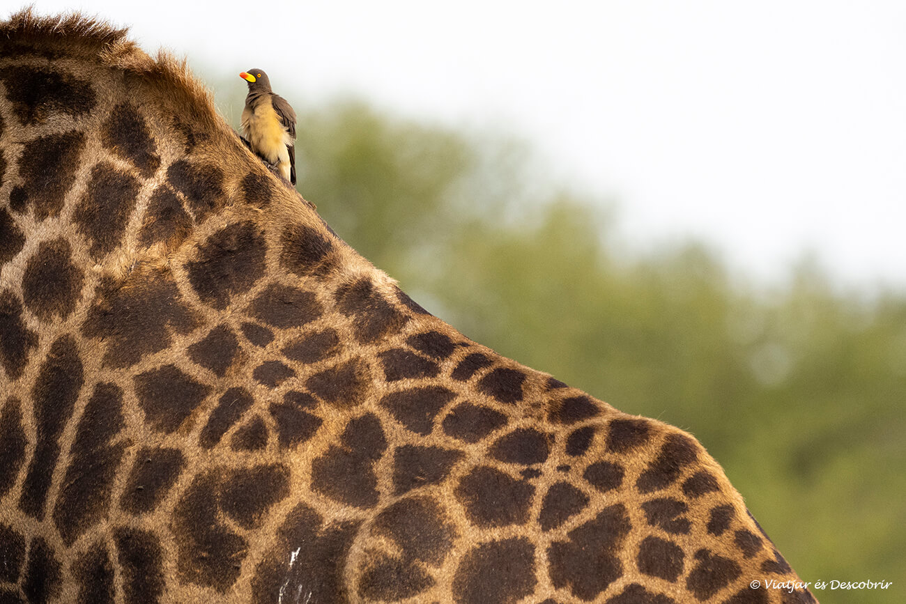 una jirafa con un pájaro, una de las escenas más habituales que se pueden ver durante un safari en Kenia o Tanzania