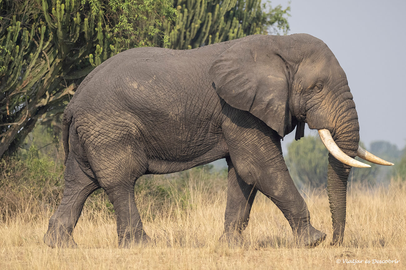 un elefante caminando en el parque nacional que en elizabeth