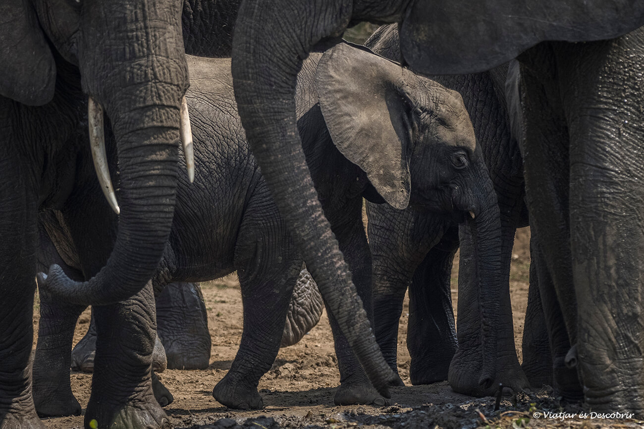 un elefante joven caminando entre los ejemplares adultos, una escena fotografiada durante un safari por el parque nacional que en elizabeth