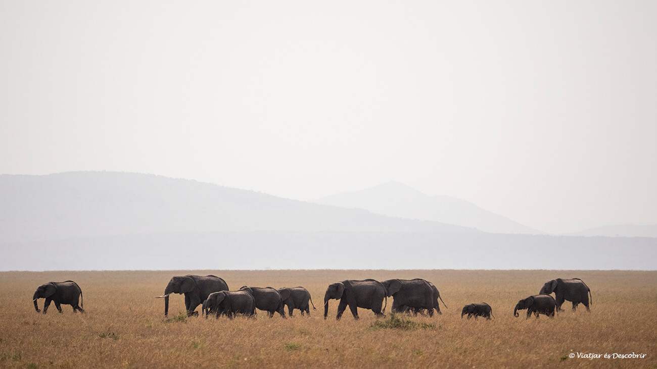 un grupo de elefantes caminando por la infinita sabana del Masai Mara