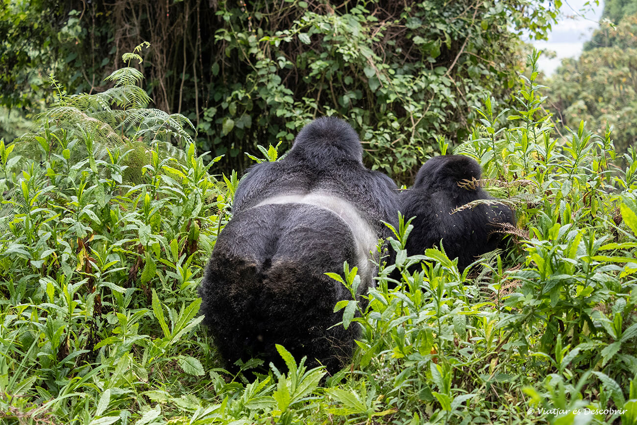 dos gorilas de montaña de espaldas plateada en la selva ugandesa