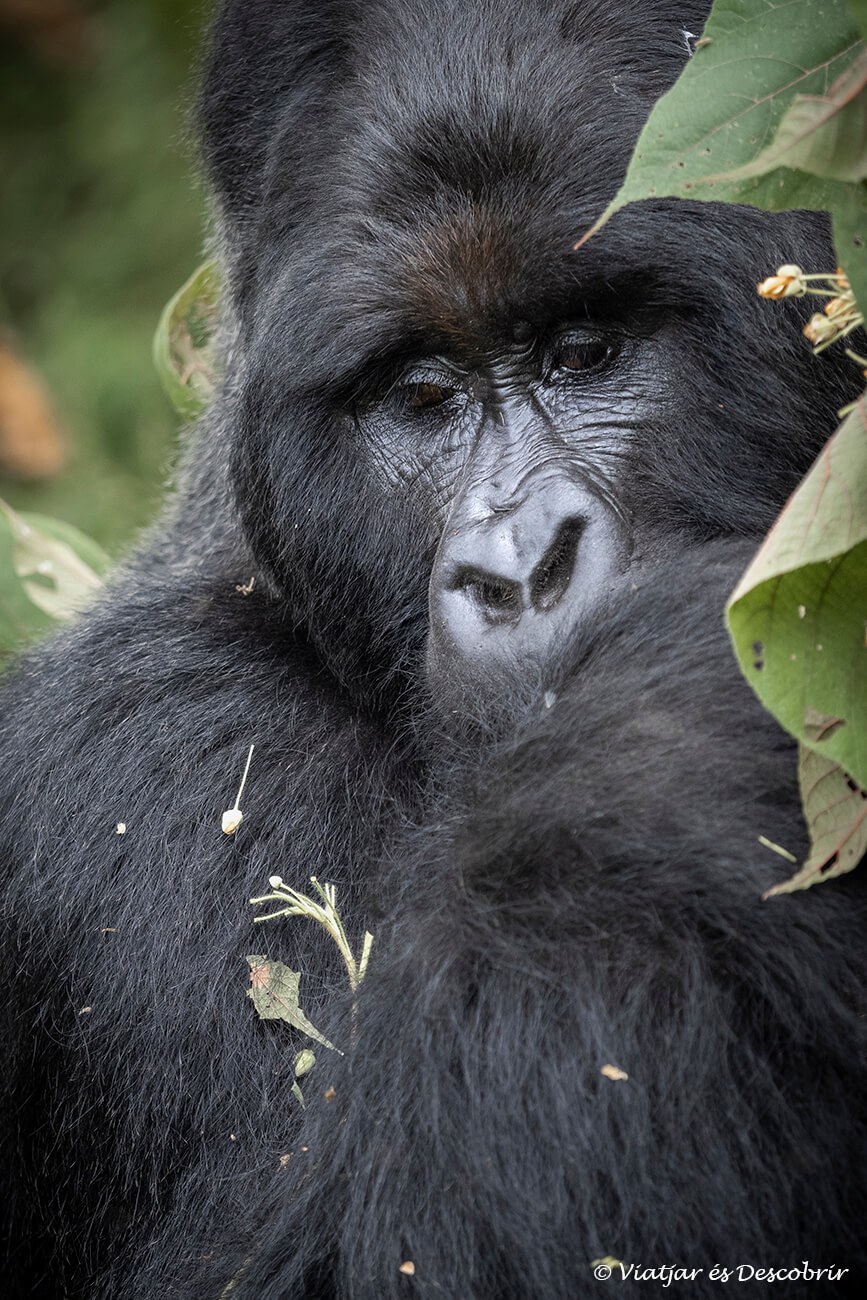 detalles de un gorila de espalda plateada comiendo hojas durante el trekking para ver gorilas en Uganda
