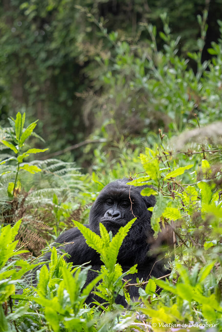 un gorila de montaña rodeado de la frondosa vegetación de la selva durante un trekking para fotografiarlos