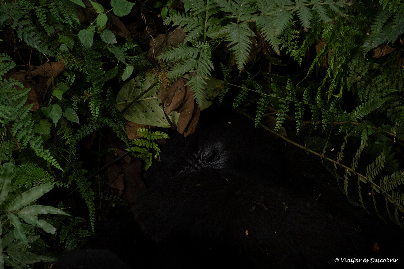 un gorila de montaña tumbado sobre una cama de vegetación en Uganda
