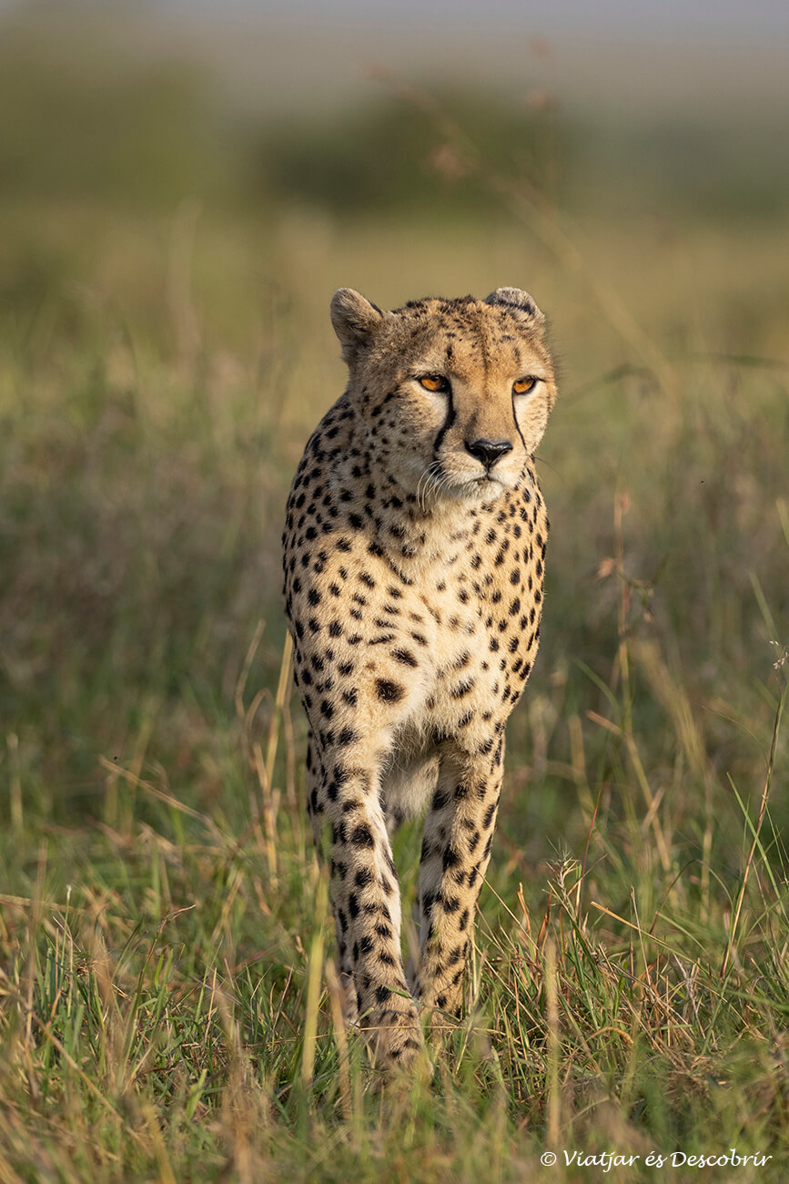 un guepardo caminando en el Masai Mara durante la salida de sol