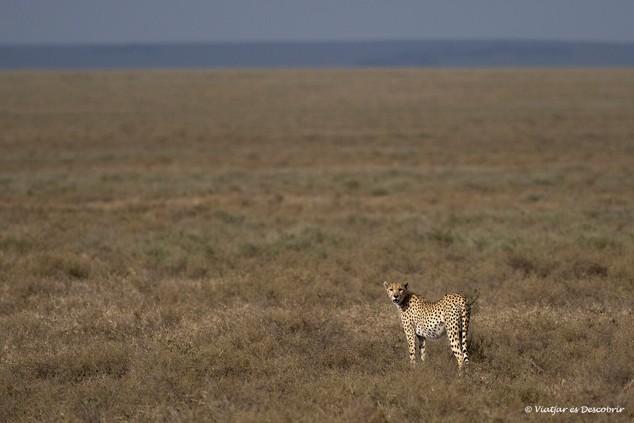 un guepardo iluminado por la luz del amanecer con la sabana tanzana al fondo