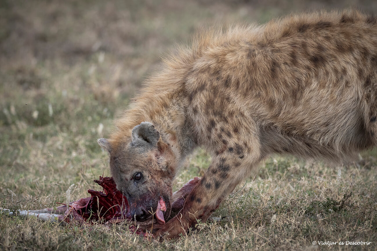 una hiena alimenándose de una gacela de thomson cazada recientemente