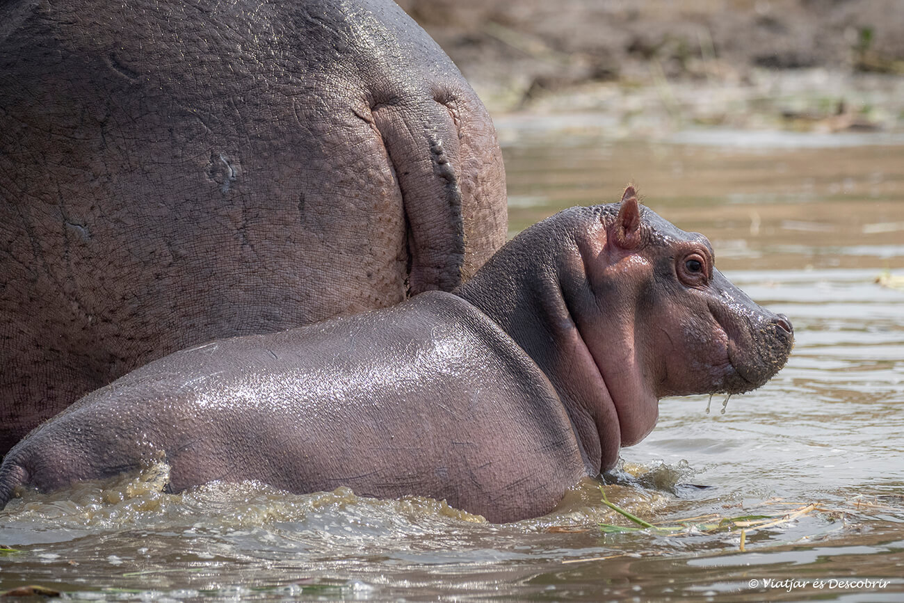 una cría de hipopótamo fotografiada durante un safari en el parque nacional que en elizabeth