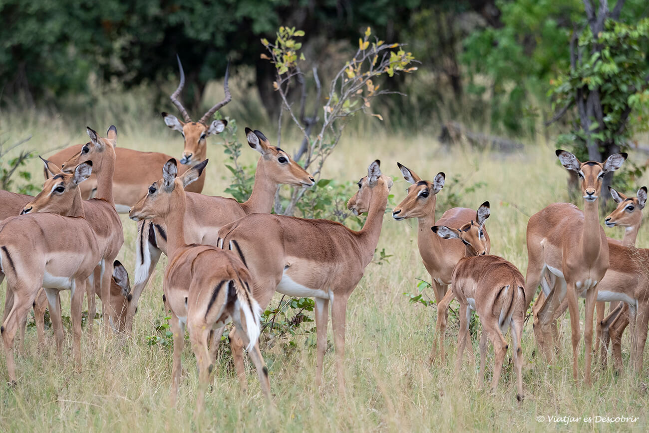 un grupo de impales durante una tarde de lluvia en Botsuana al final del safari