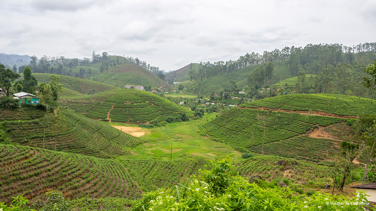 campos de te i pequeñas colinas durante el recorrido en tren en Sri Lanka desde la ciudad de Kandy hasta Ella o Nuwara Eliya