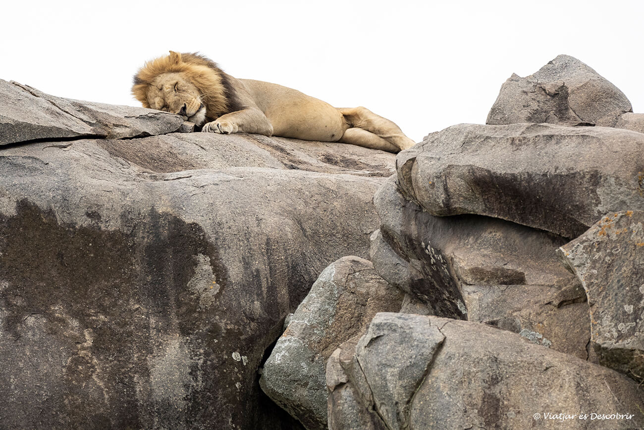 un león durmiendo en una roca del Serengeti en el norte de Tanzania y cerca de la frontera con Kenia